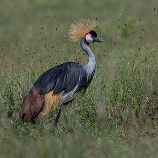 Solio - Grey crowned crane